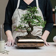 My Course Project: Ceramic Pot Design