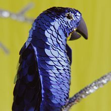 Guacamayo Jacinto
