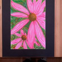 Coneflowers