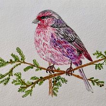 Himalayan Rose Finch