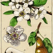 My project in Botanical Illustration: From Notebook to Print course