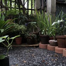 Mi proyecto del curso: Diseño de espacios verdes para tu casa