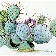 My projects for course: Botanical Sketchbooking: A Meditative Approach