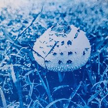 My project for course: Cyanotype: Printing with Light