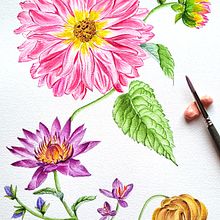 "Dahlia, deseo de jardines". Mi proyecto del curso: Acuarela realista para composiciones botánicas