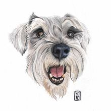 Mateo. My course project: Pet Portraits in Colored Pencils