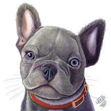 Mi proyecto del curso: Retratos de Mascotas en Lápices de Colores