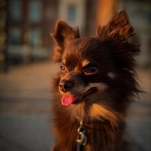 Danilo the dog 