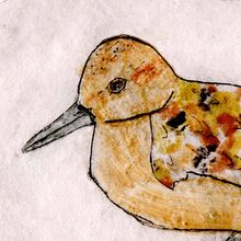 Red Knot