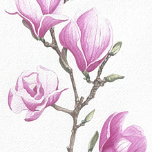Botanical Watercolour Painting