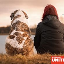 Campaña Albergue United Pets of Domestik