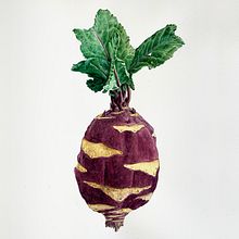 Botanical watercolor of a kohlrabi