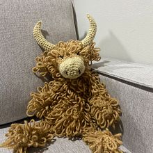Highland cow