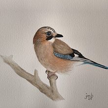 Kingfisher, jay and great tit