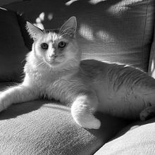 Sesión de fotos lifestyle gatito
