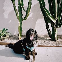 PET CLINIC HOMEPAGE Y FORMULARIO DE RESERVA