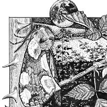 Thyatira batis L. in its natural environment in ink