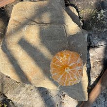 A mini orange story