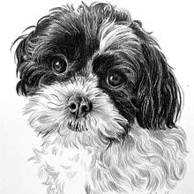 Pet portraits in graphite and charcoal
