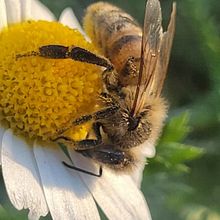 Lo lindo de lo pequeño