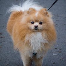 Winter walks with my Dog