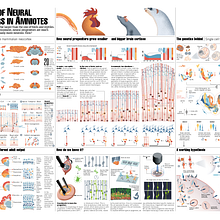 Evolution of neural progenitor cells