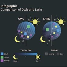 Infographic: Comparison of Owls and Larks