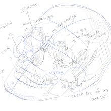 skull anatomy and persepctive