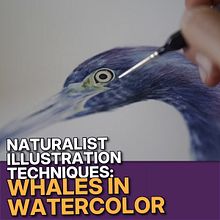 Naturalist Whale Illustration Review: Is Antonia Reyes's Watercolor Course Worth It?