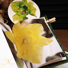 Flores. Design project by martta's design - 03.10.2010