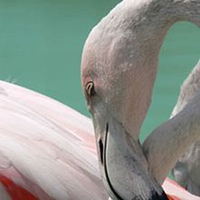 Cobre Las Cruces . % Marina Torres Moreno tarafından hazırlanan Tasarım projesi - 09.01.2010