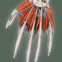 Atlas Anatomía. Een project van 3D van javier regueiro - 18.10.2010