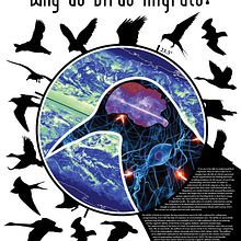 Why do Birds Migrate / Convention Poster. Design, Traditional illustration, and Advertising project by Vicente Sánchez - 01.20.2011