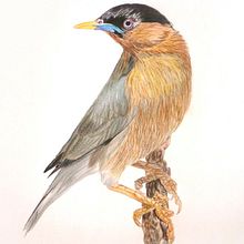 Pájaro. Un progetto di Illustrazione tradizionale di Diego Alanís - 08.02.2011