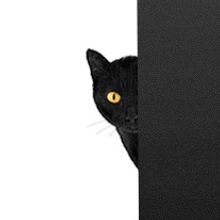 Cat in a wall. Un proyecto de Diseño y Fotografía de Josep Pedrola - 30.01.2011