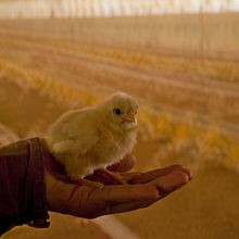 pollos . Fotografi proyek oleh Escultura - 04.08.2011