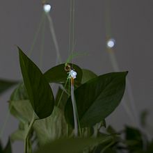 The Hanging Gaerden.  project by Jeanette Ramirez - 08.10.2011