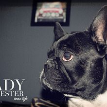 Lady Poliester . Design, and Traditional illustration project by Un 6 y un 4 - Diseño con Ñ -- diseño con Ñ - 10.11.2011