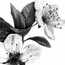 Cerezo. Un progetto di Illustrazione tradizionale di sara_bravo - 02.05.2011