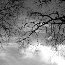 Fotografía | Naturaleza. Un progetto di Design e Fotografia di Natacha Côrte-Real Duarte Pessanha - 11.11.2011