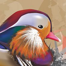 Ducks. Un progetto di Design e Illustrazione tradizionale di Aitor Gonzalez Perkaz - 25.01.2012