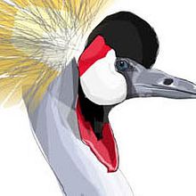 zoo bamako # mali / birds. Projekt z dziedziny Trad, c i jna ilustracja użytkownika david garcía - 22.04.2012