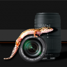 Gecko Fotógrafos. Design, and Programming project by HOJA ROJA - 05.09.2012