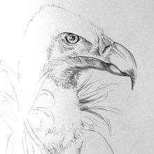 Animales. Traditional illustration project by Abel Veiga - 05.15.2012