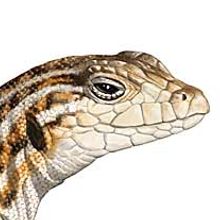 Ilustraciones Reptiles. Traditional illustration, and Advertising project by Juan Muñoz - 06.04.2012