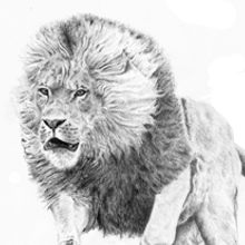 Animales de tinta y lapiz. Traditional illustration project by Jose Martínez Calderón - 07.03.2012