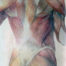 estudio anatomico, lapices sobre papel. Un projet de Illustration traditionnelle de Josefa Lopez Guerrero - 16.07.2012