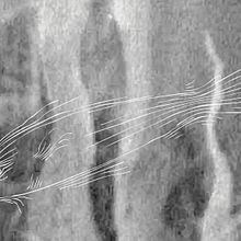 Pez blanco. Un progetto di Design e Illustrazione tradizionale di Miriam Godoy Pérez - 21.07.2012