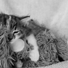 Cats. Un progetto di Fotografia di Luis Borges - 10.08.2012
