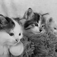 Cats. Un progetto di Fotografia di Luis Borges - 10.08.2012
